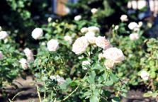 Клумба з білими трояндами на базі «Парадиз»